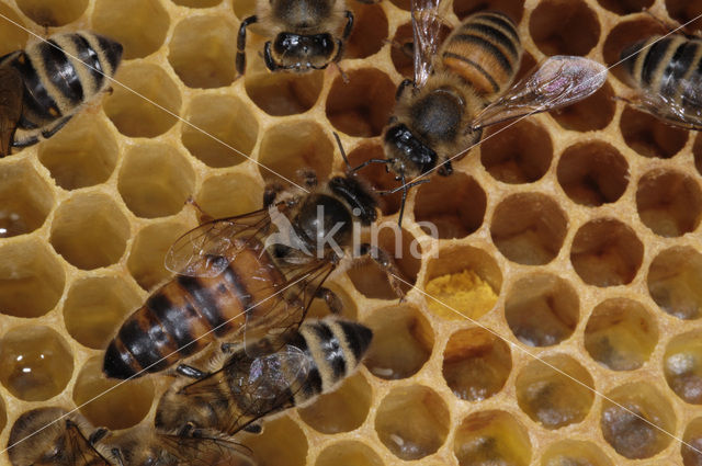 Honey bee (Apis mellifera)