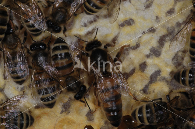 Honey bee (Apis mellifera)