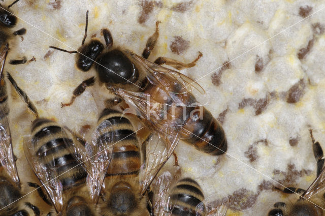 Honey bee (Apis mellifera)