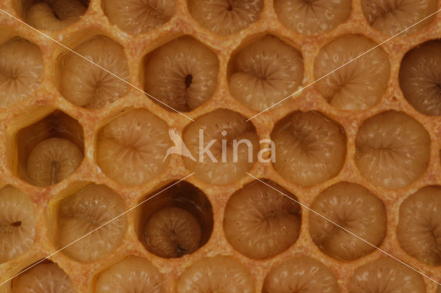 Honey bee (Apis mellifera)