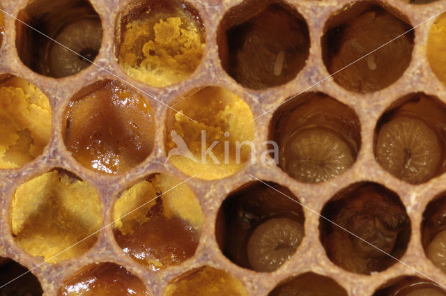 Honey bee (Apis mellifera)