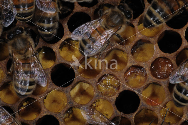 Honey bee (Apis mellifera)