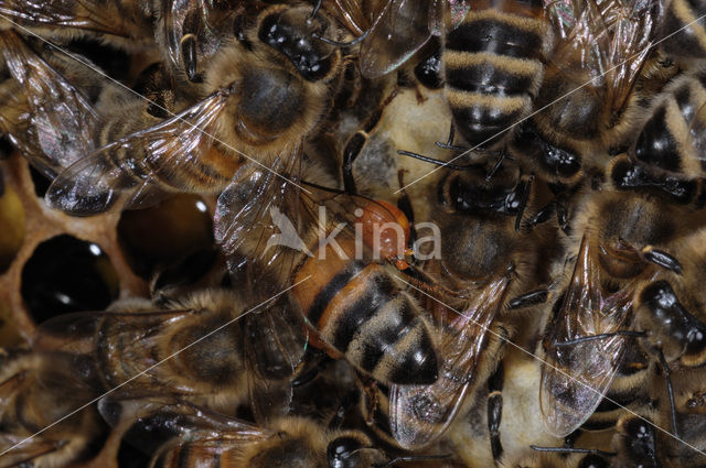 Honey bee (Apis mellifera)