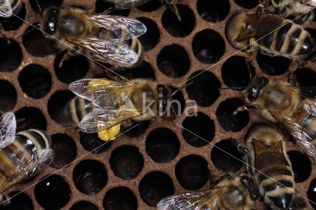 Honey bee (Apis mellifera)