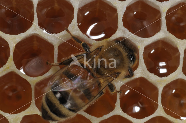 Honey bee (Apis mellifera)