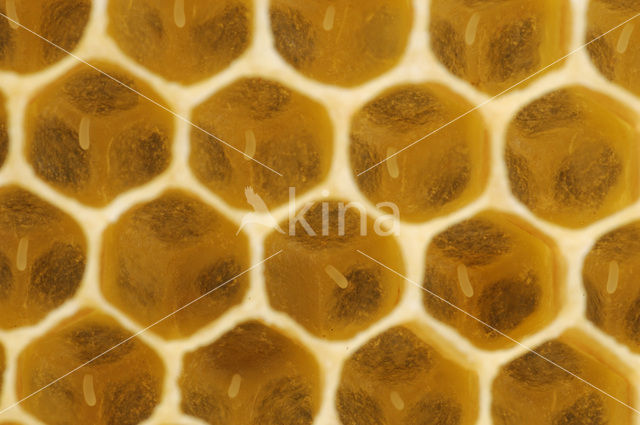 Honey bee (Apis mellifera)