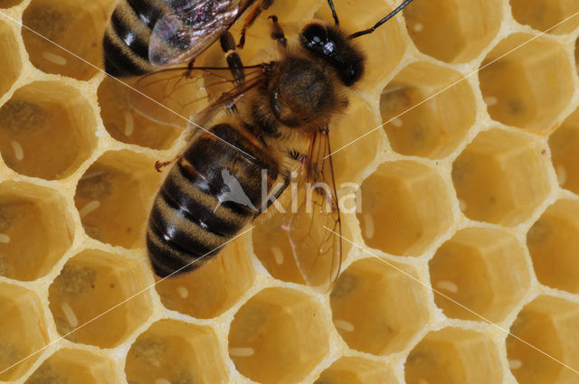 Honey bee (Apis mellifera)