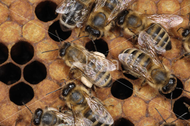 Honey bee (Apis mellifera)