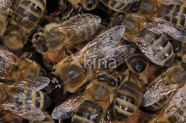 Honey bee (Apis mellifera)