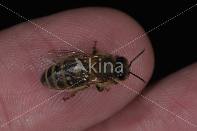 Honey bee (Apis mellifera)