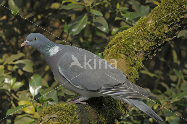 Wood Pigeon