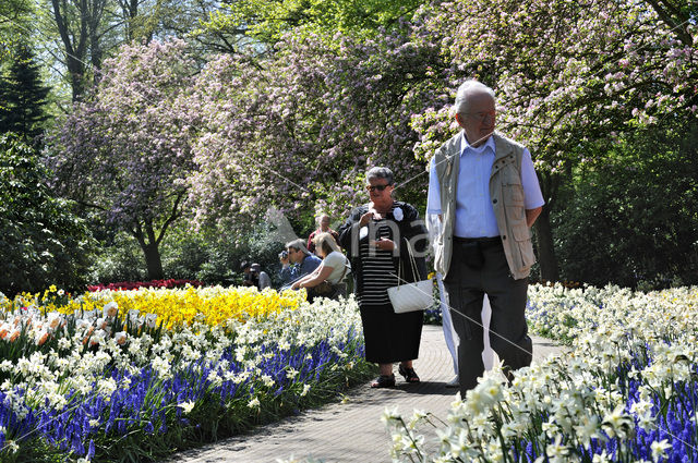 Hyacinth (Hyacinthus spec)