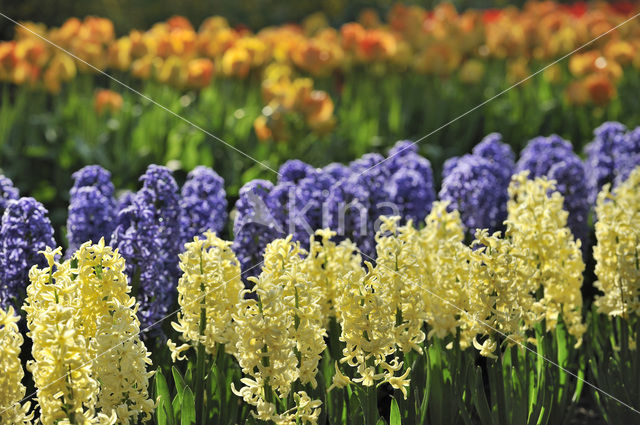 Hyacint (Hyacinthus spec)