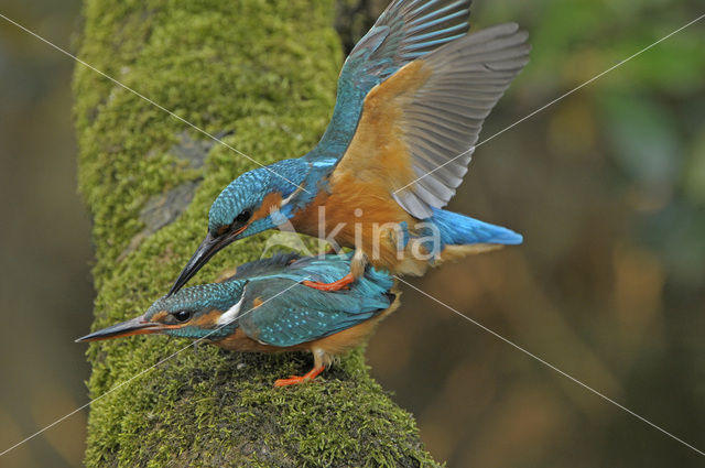 Kingfisher (Alcedo atthis)
