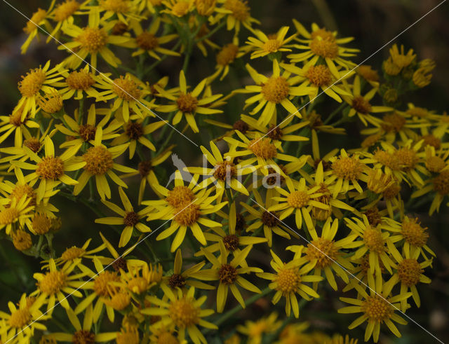 Common Ragwort (Senecio jacobaea)