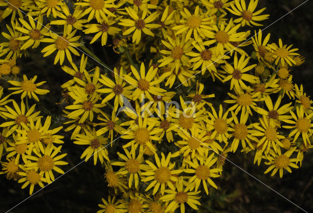 Common Ragwort (Senecio jacobaea)