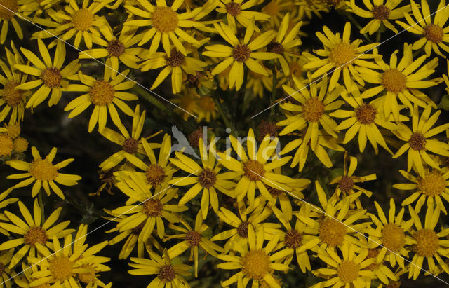 Common Ragwort (Senecio jacobaea)