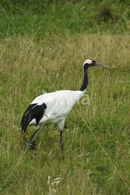 Manchurian crane (Grus japonensis)