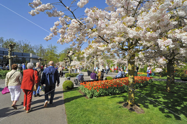 Japanse sierkers (Prunus serrulata)