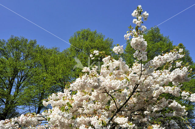 Japanese Cherry (Prunus serrulata)