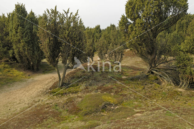 common juniper (Juniperus communis)