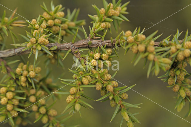 Jeneverbes (Juniperus communis)