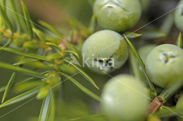 Jeneverbes (Juniperus communis)