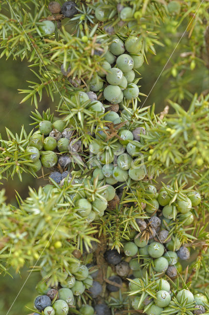 Jeneverbes (Juniperus communis)