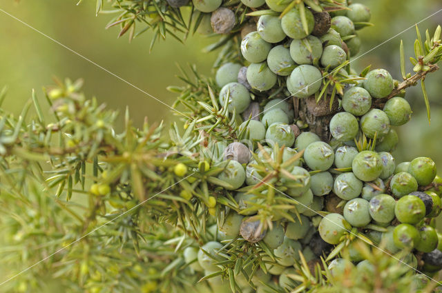 Jeneverbes (Juniperus communis)