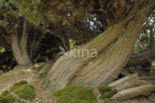 common juniper (Juniperus communis)