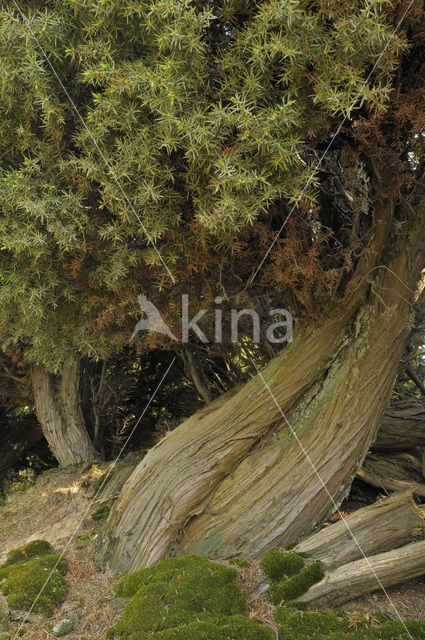 common juniper (Juniperus communis)