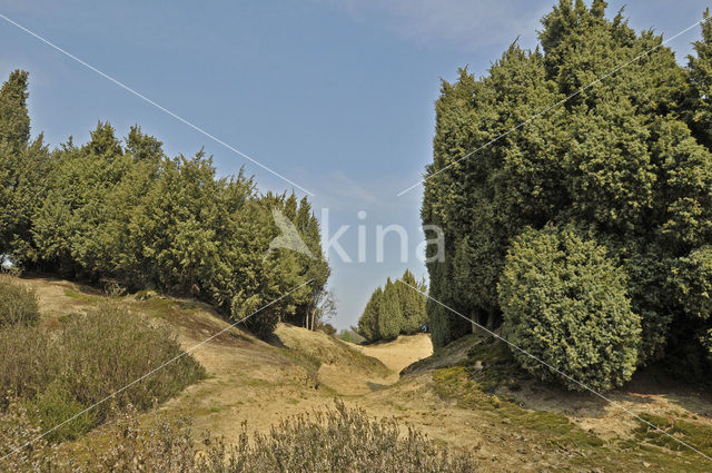 common juniper (Juniperus communis)