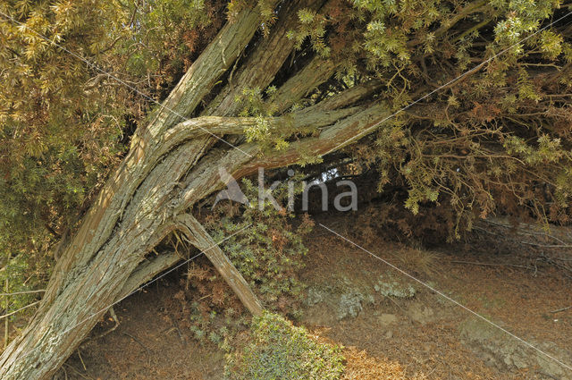 common juniper (Juniperus communis)