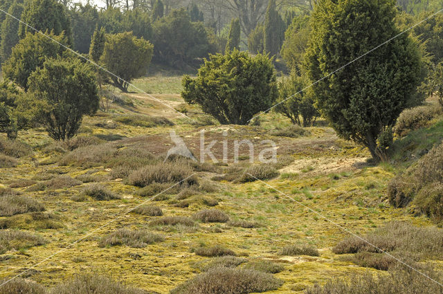 common juniper (Juniperus communis)