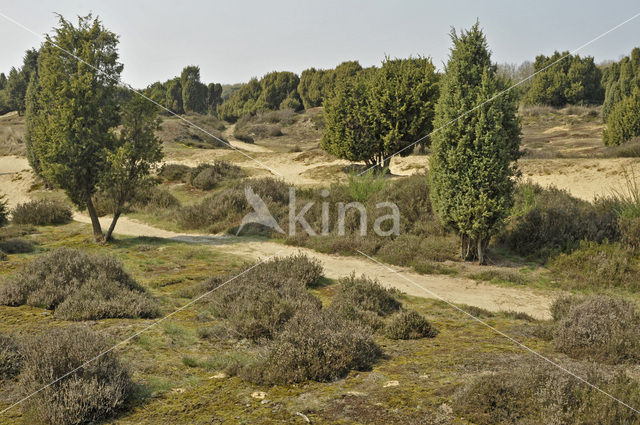 Jeneverbes (Juniperus communis)