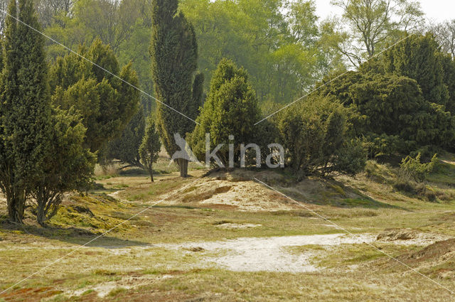 Jeneverbes (Juniperus communis)