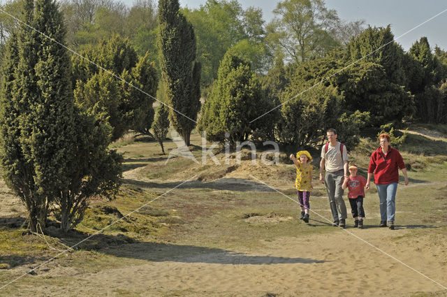 common juniper (Juniperus communis)