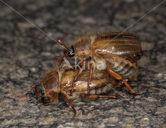 European chafer (Amphimallon solstitiale)