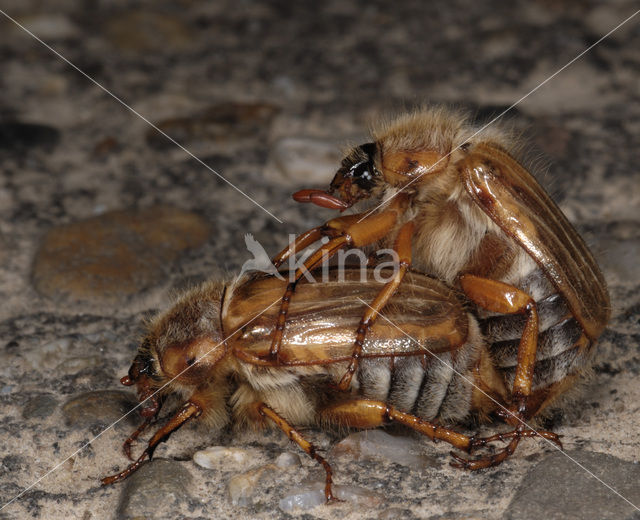 European chafer (Amphimallon solstitiale)