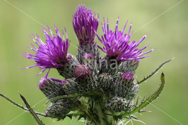 Marsh Thistle (Cirsium palustre)