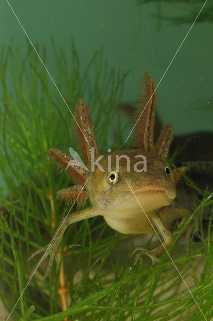 Kamsalamander (Triturus cristatus)