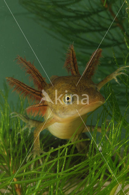 Great Crested Newt