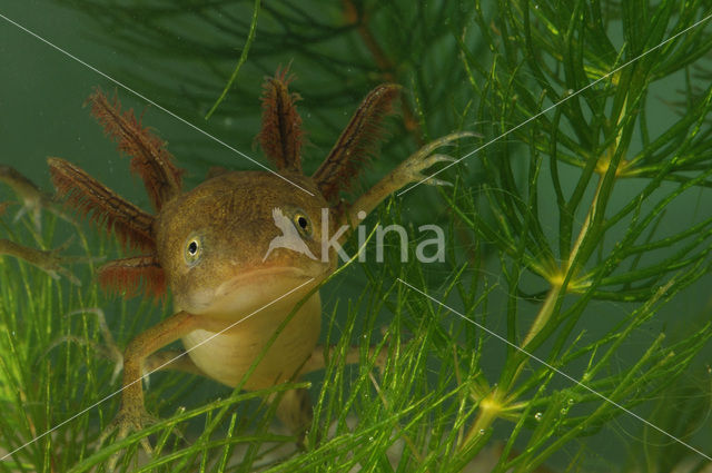 Kamsalamander (Triturus cristatus)