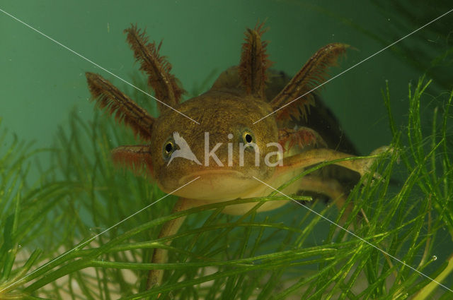 Great Crested Newt