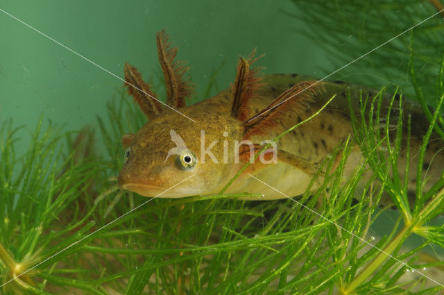 Kamsalamander (Triturus cristatus)