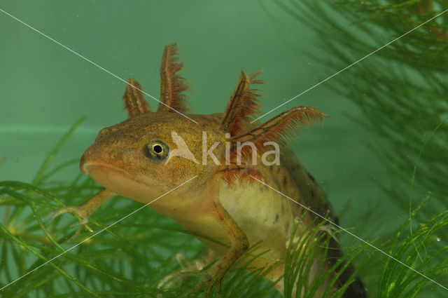 Kamsalamander (Triturus cristatus)