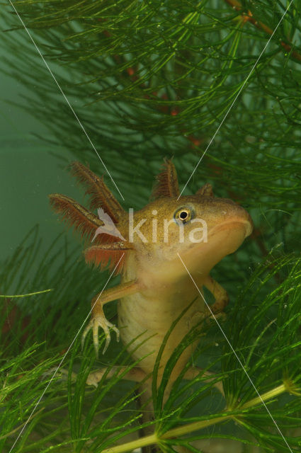 Kamsalamander (Triturus cristatus)