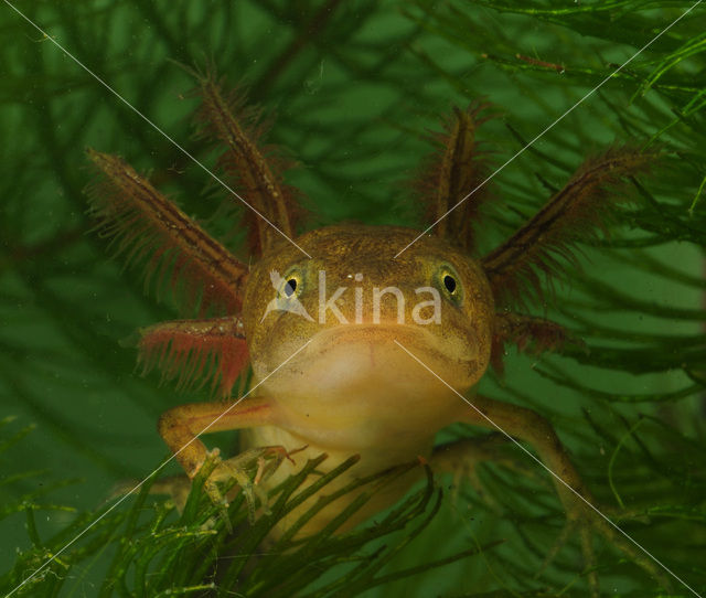 Great Crested Newt