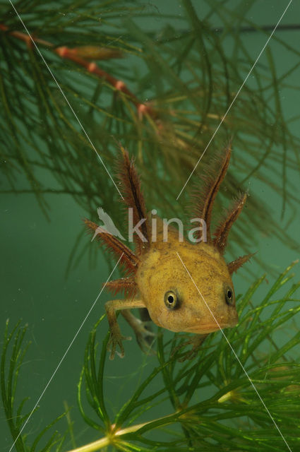 Kamsalamander (Triturus cristatus)