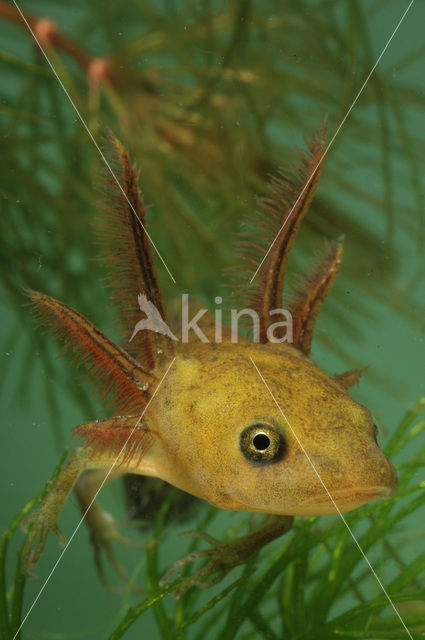 Kamsalamander (Triturus cristatus)